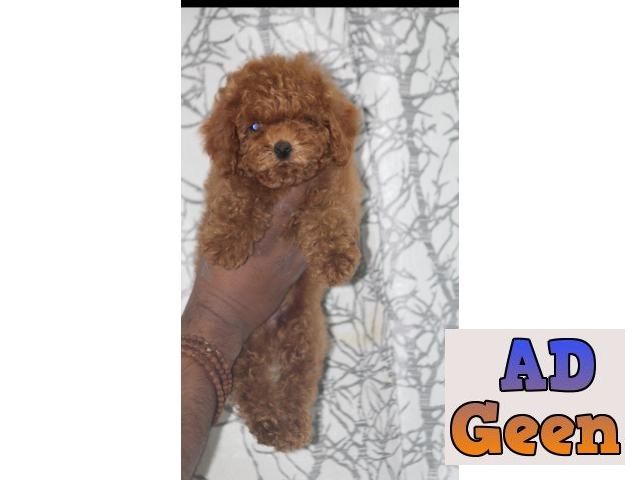 used Show quality poodle for sale 